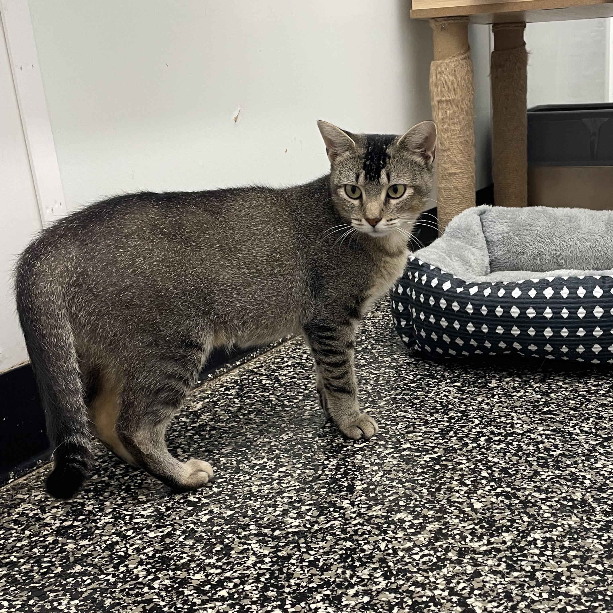 Enlarge Adeline, a ADOPTABLE mixed breed in McKenzie, TN image 2/3