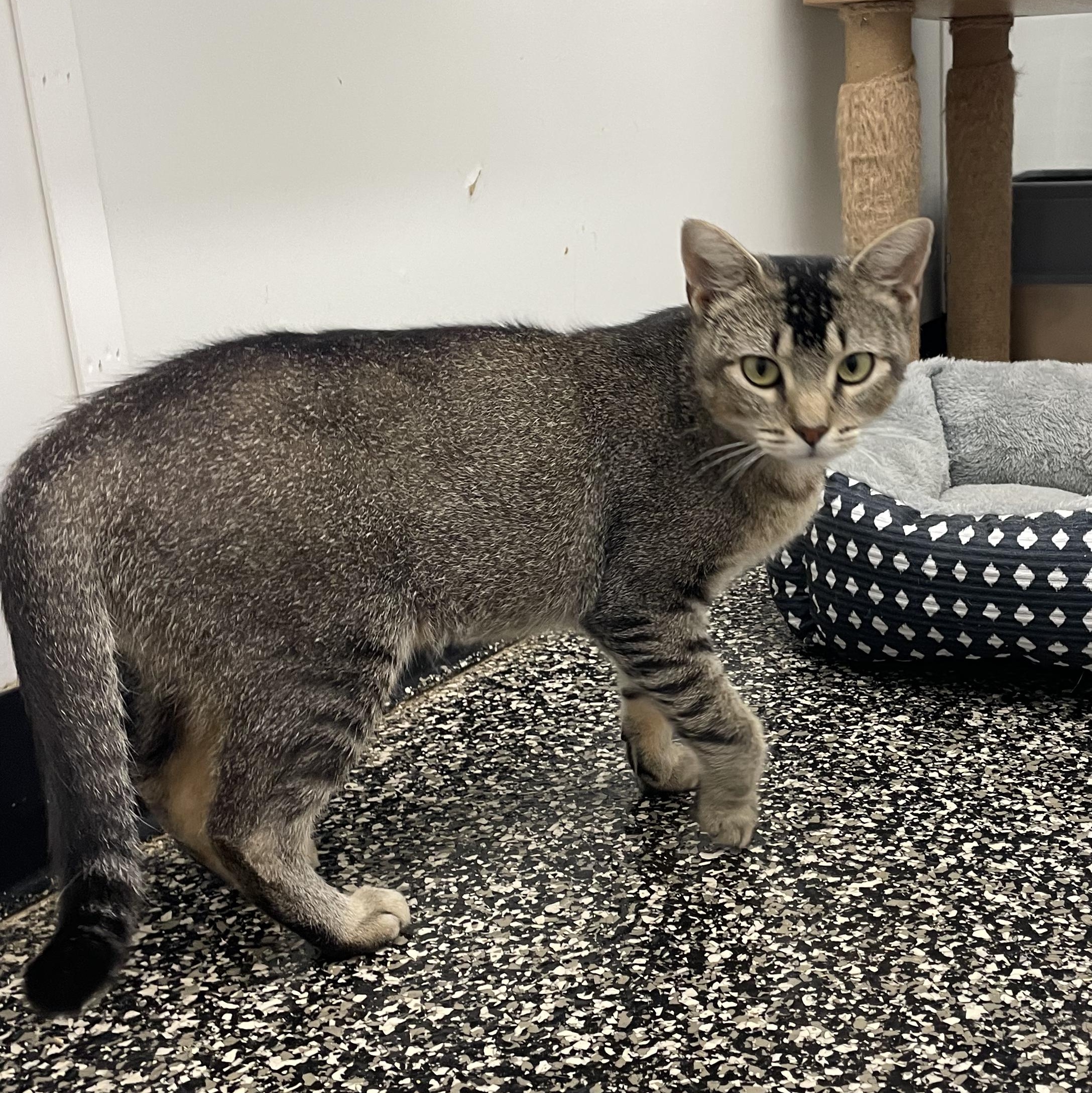 Adeline, ADOPTABLE, Young Female Tabby & Domestic Short Hair.