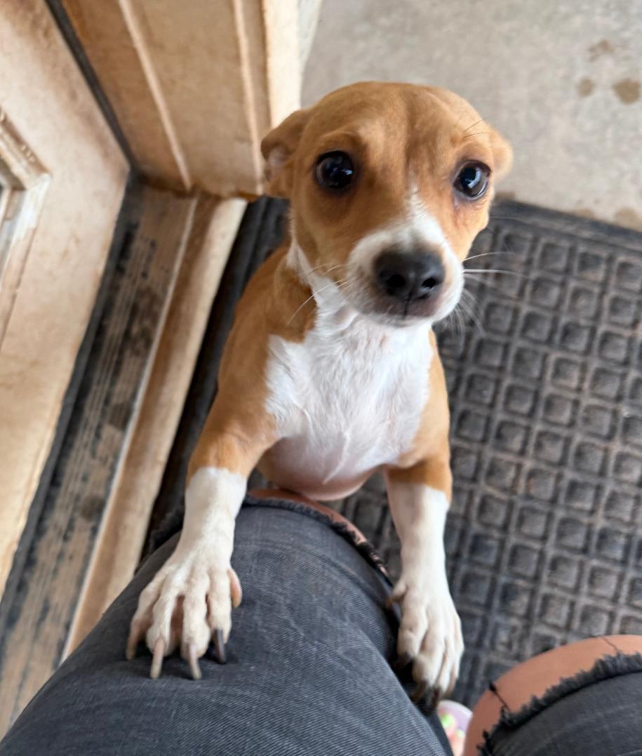 Enlarge Eevie, a Adopted Jack Russell Terrier in Queen Creek, AZ image 3/3