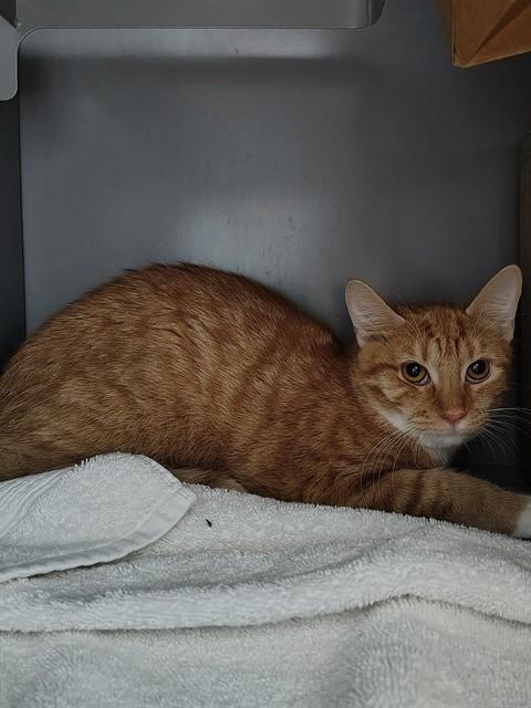 CALVIN, Adoptable, Young Male Domestic Short Hair.