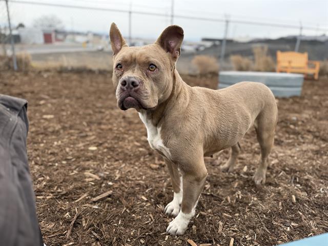 Enlarge BREEZY JOHNSON, a Adoptable mixed breed in Denver, CO image 1/1