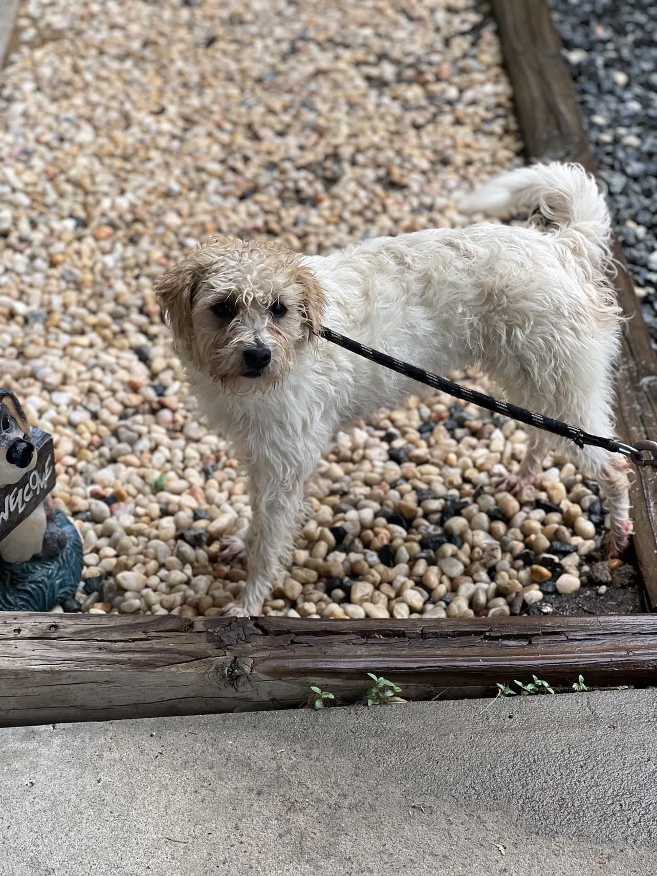 Haze, Adopted, Adult Female Border Terrier & Terrier.