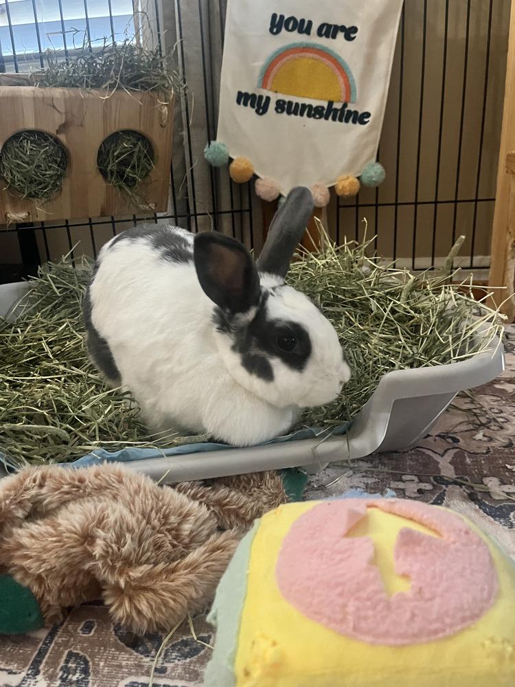 Stella Bella, Adoptable, Adult Female English Spot.