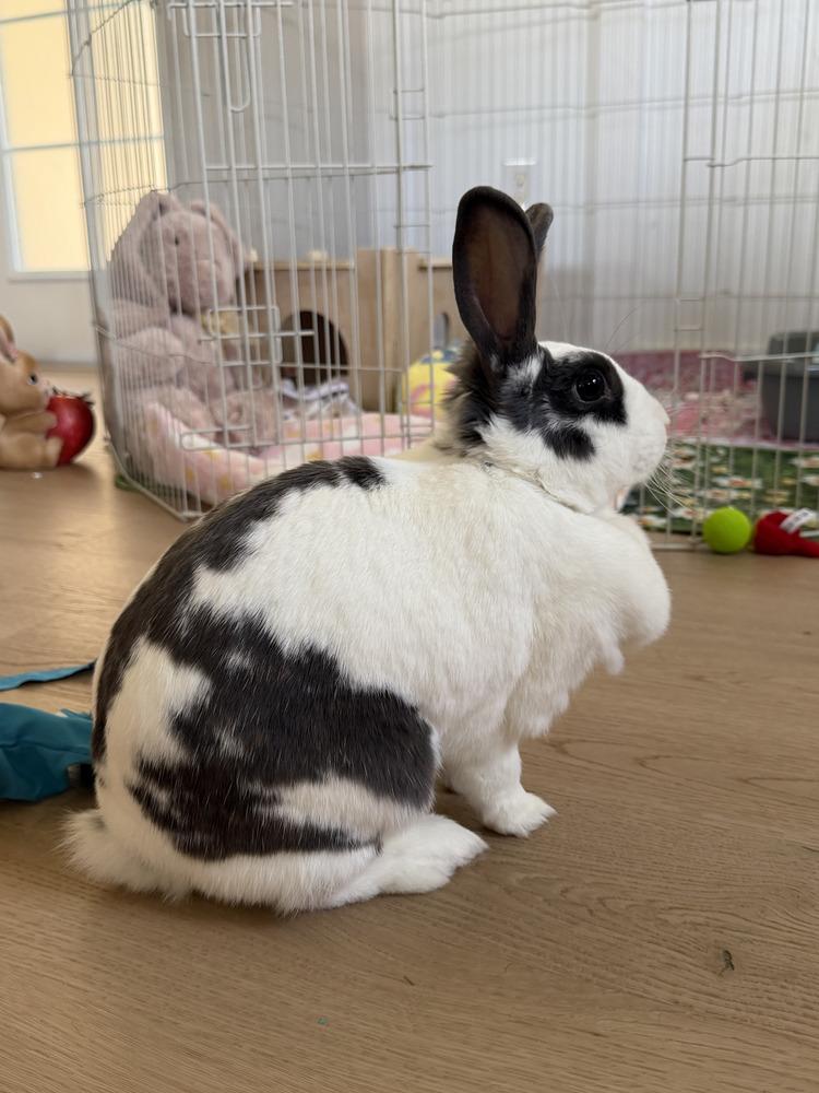 Enlarge Stella Bella, a Adoptable English Spot in Naples, FL image 2/6