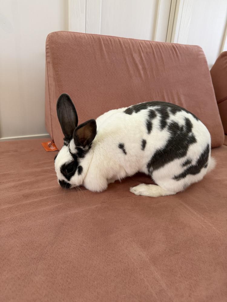 Enlarge Stella Bella, a Adoptable English Spot in Naples, FL image 4/6