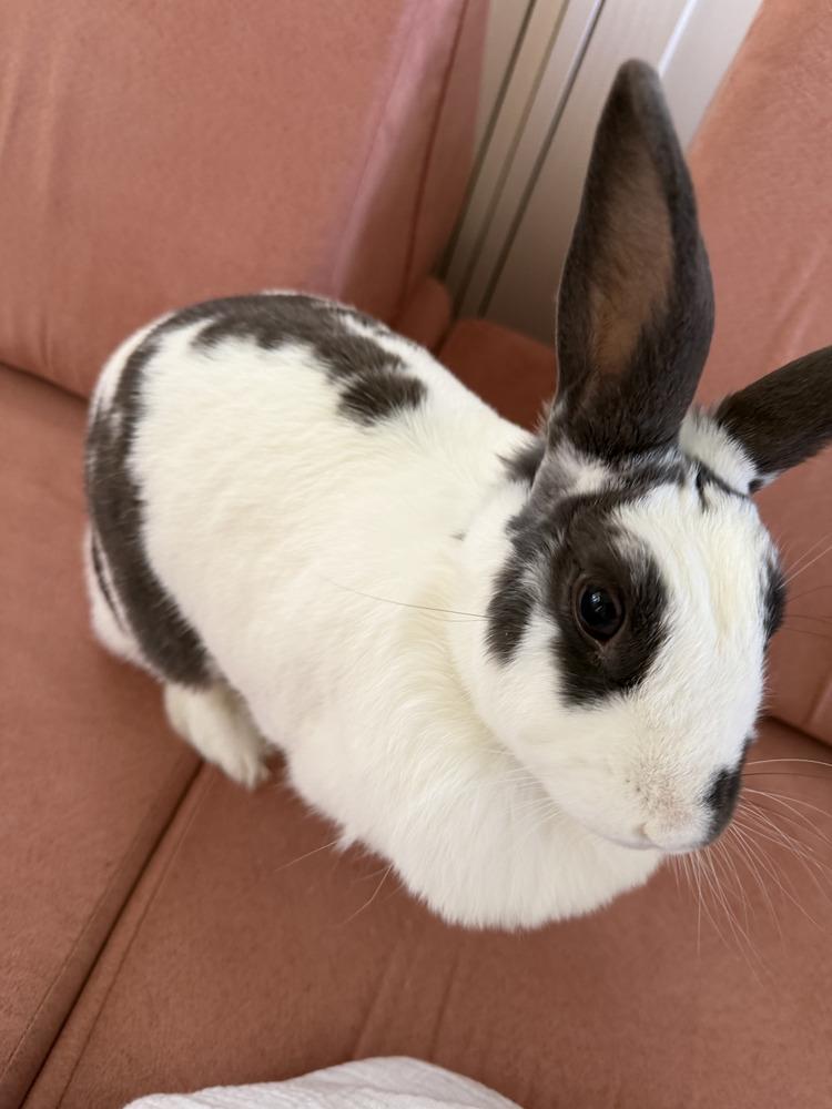 Enlarge Stella Bella, a Adoptable English Spot in Naples, FL image 5/6