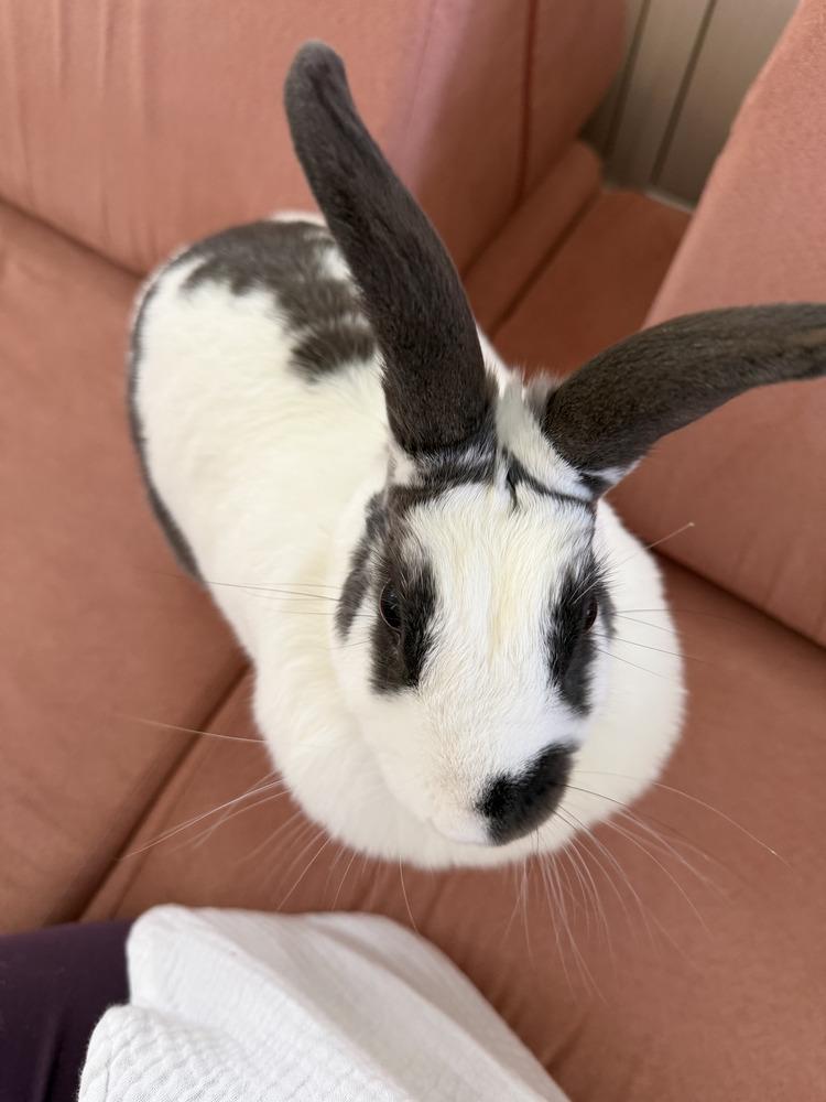 Enlarge Stella Bella, a Adoptable English Spot in Naples, FL image 6/6