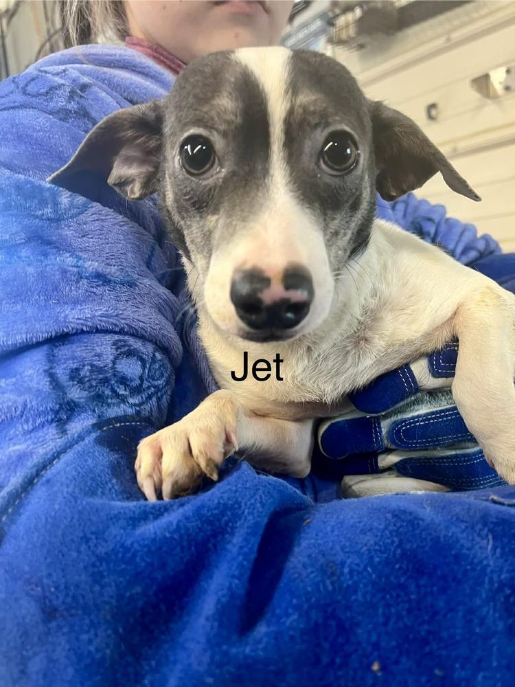Enlarge 7 Jett, a Adoptable mixed breed in Warrenton, MO image 1/1