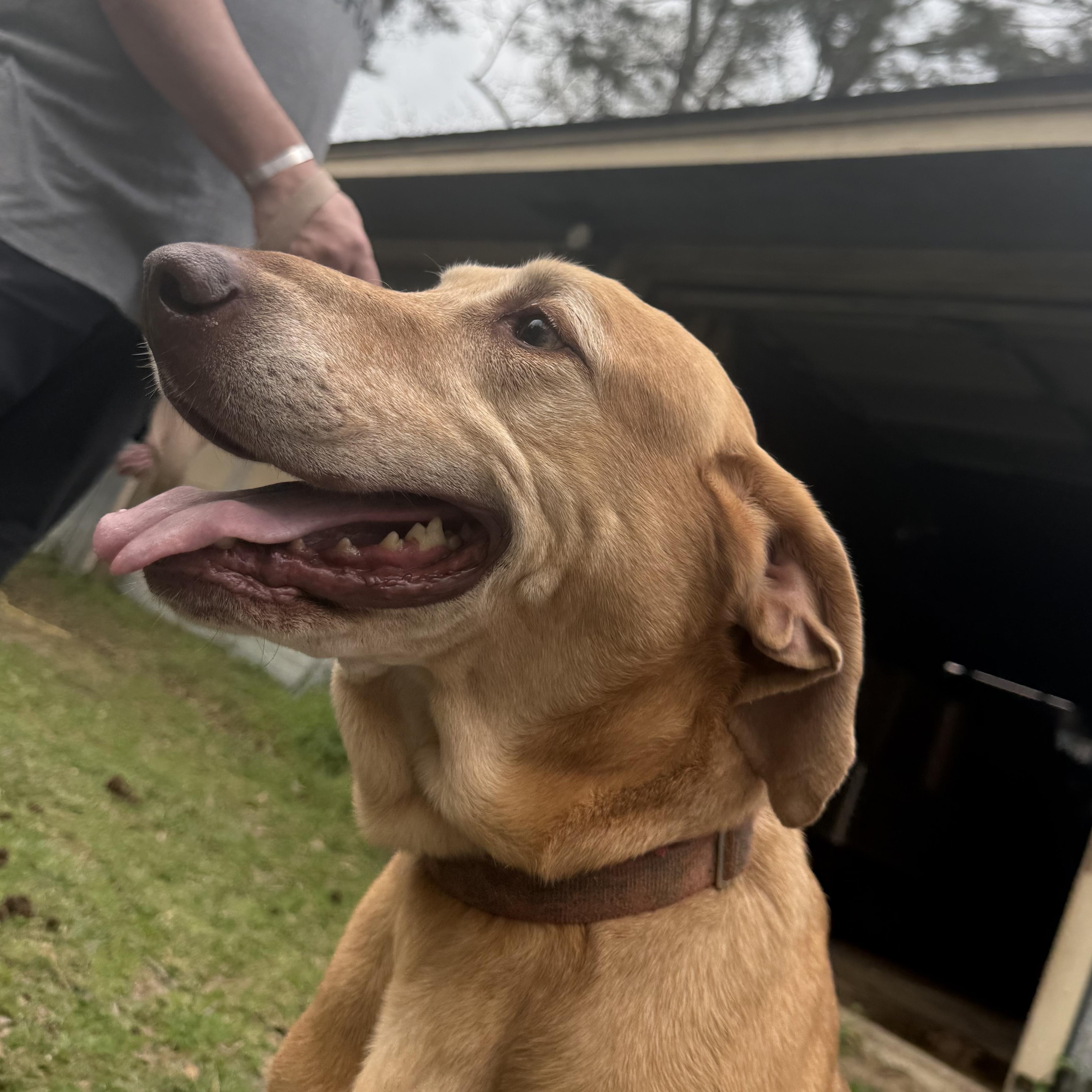 Lucy, a Adoptable mixed breed in Leesville, LA image 1/3