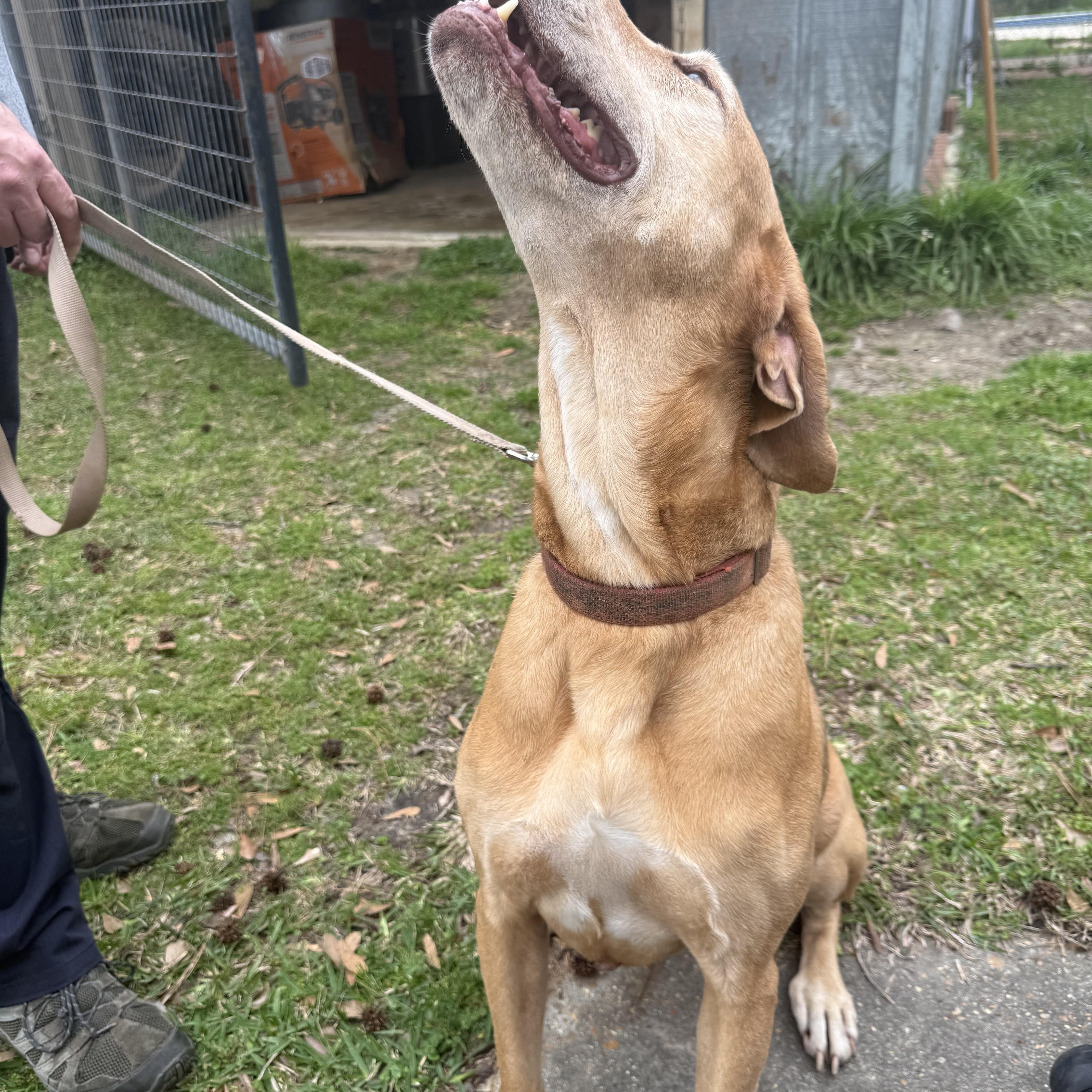 Lucy, a Adoptable mixed breed in Leesville, LA image 2/3