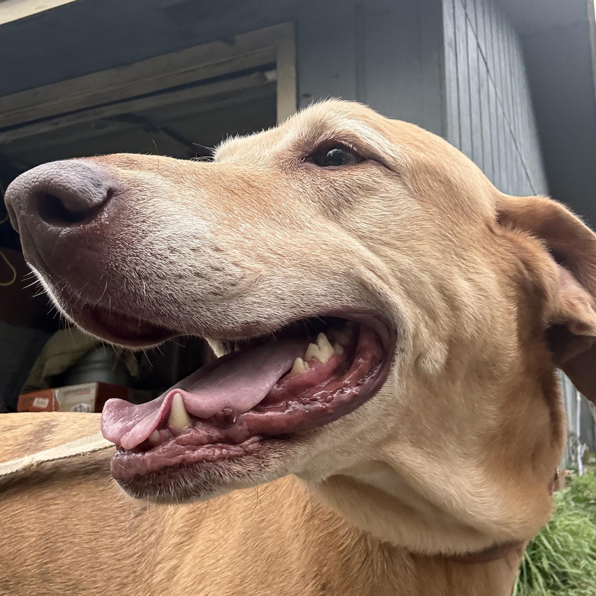 Lucy, a Adoptable mixed breed in Leesville, LA image 3/3