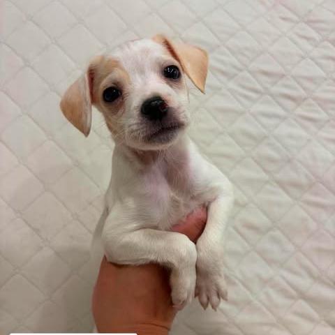 Enlarge Kip, a Adoptable mixed breed in Alma, WI image 1/6