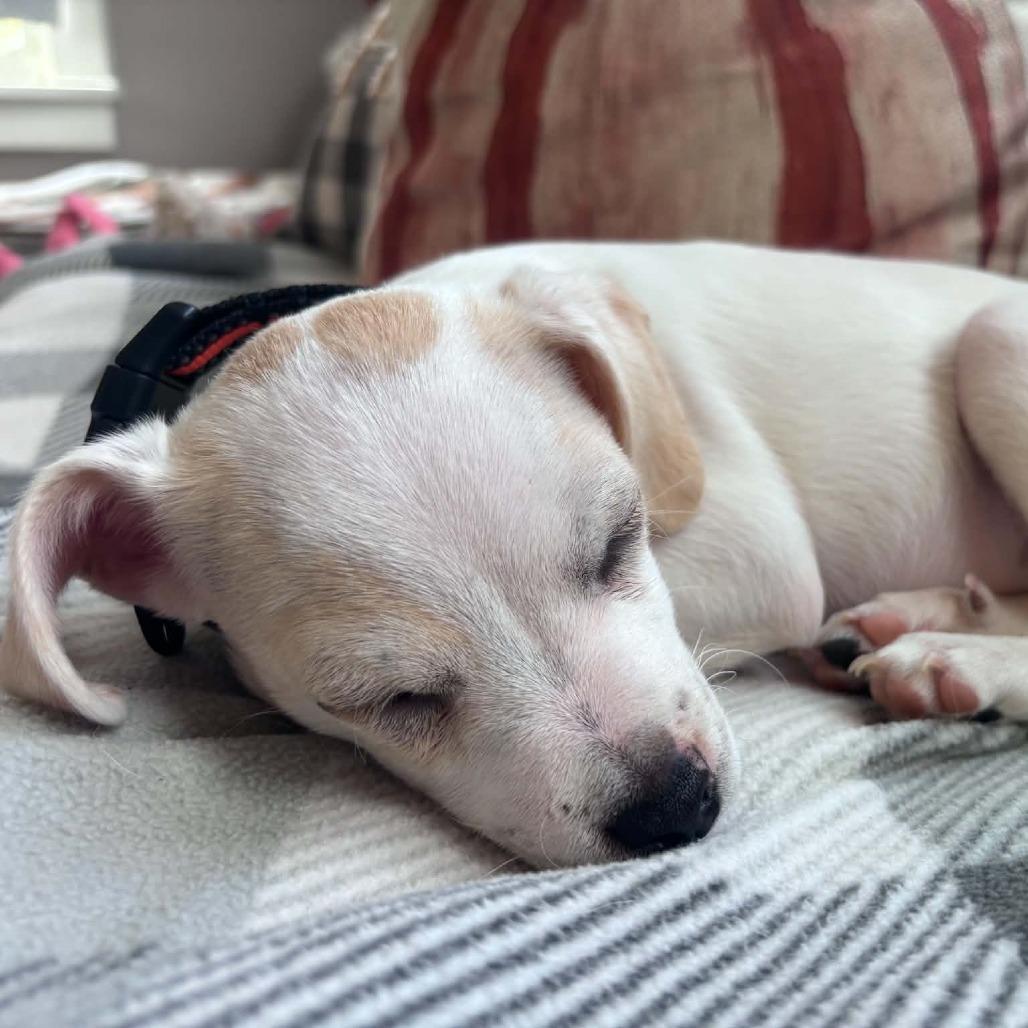 Enlarge Kip, a Adoptable mixed breed in Alma, WI image 2/6