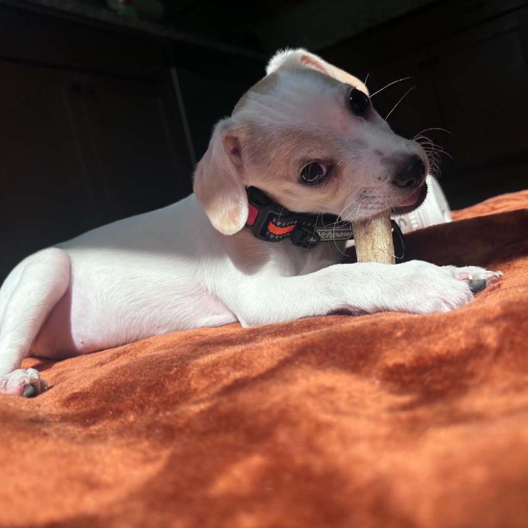 Enlarge Kip, a Adoptable mixed breed in Alma, WI image 3/6