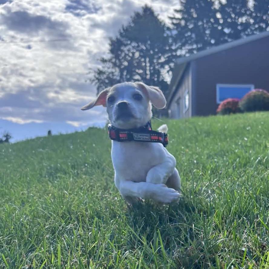 Enlarge Kip, a Adoptable mixed breed in Alma, WI image 4/6