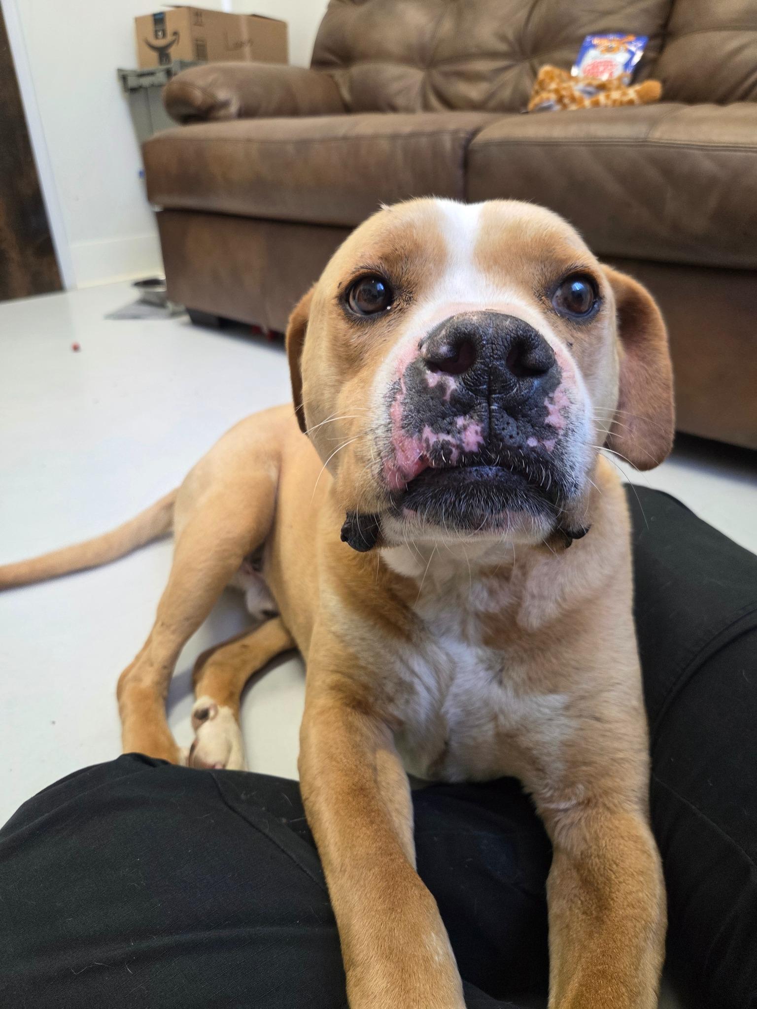 Enzo, a ADOPTABLE mixed breed in Mount Gilead, OH image 2/2