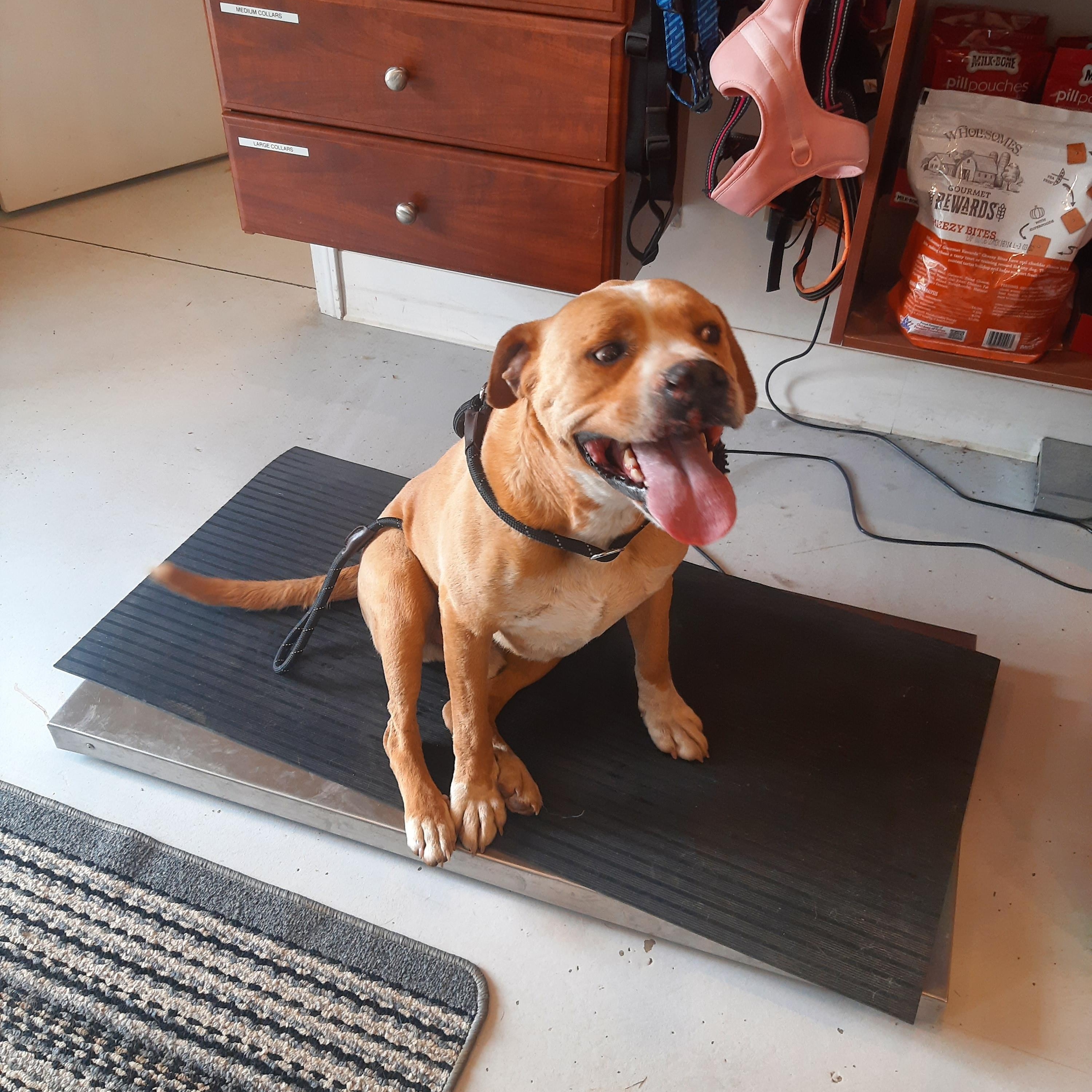 Enzo, ADOPTABLE, Adult Male American Bulldog & Pit Bull Terrier.