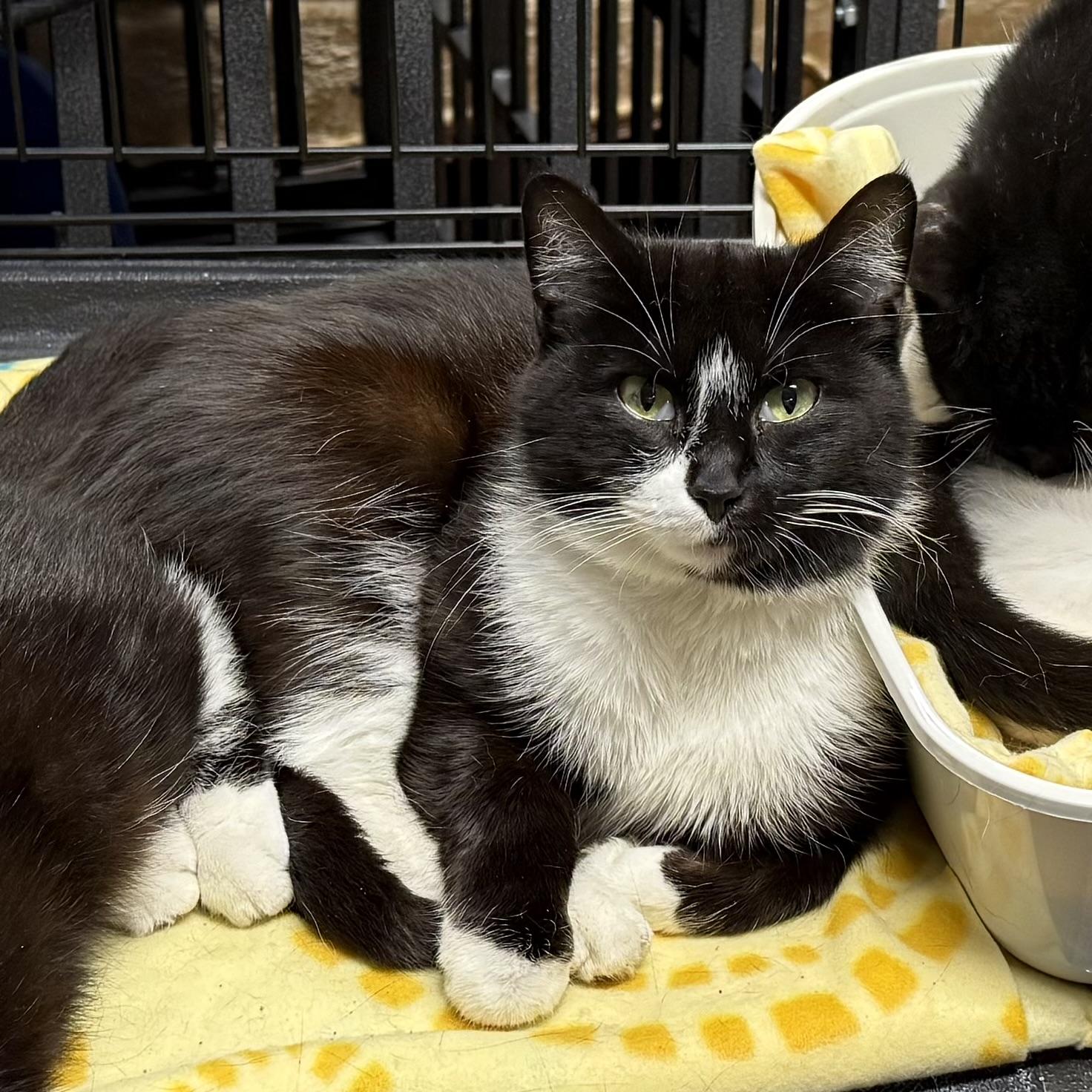 Enlarge Mary-Kate, a ADOPTABLE Domestic Medium Hair in Syracuse, NY image 2/4