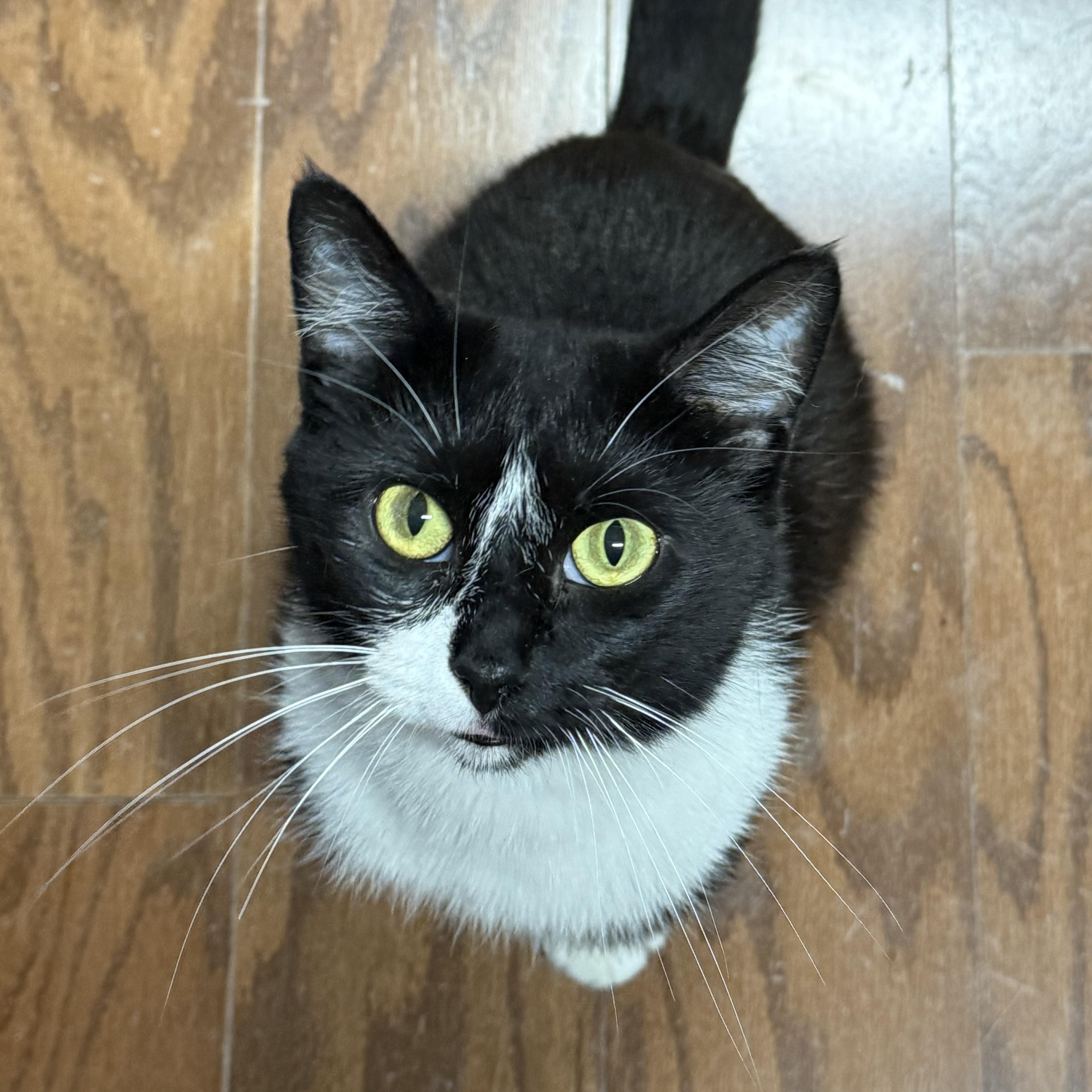 Enlarge Mary-Kate, a ADOPTABLE Domestic Medium Hair in Syracuse, NY image 4/4