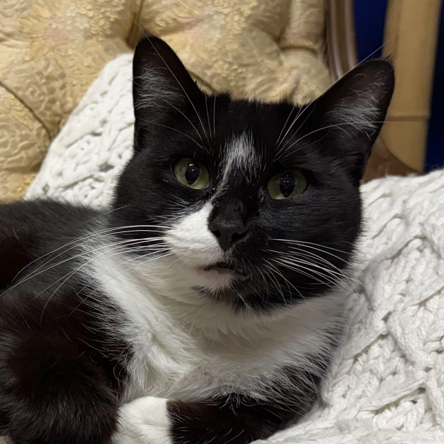 Enlarge Mary-Kate, a ADOPTABLE Domestic Medium Hair in Syracuse, NY image 1/4