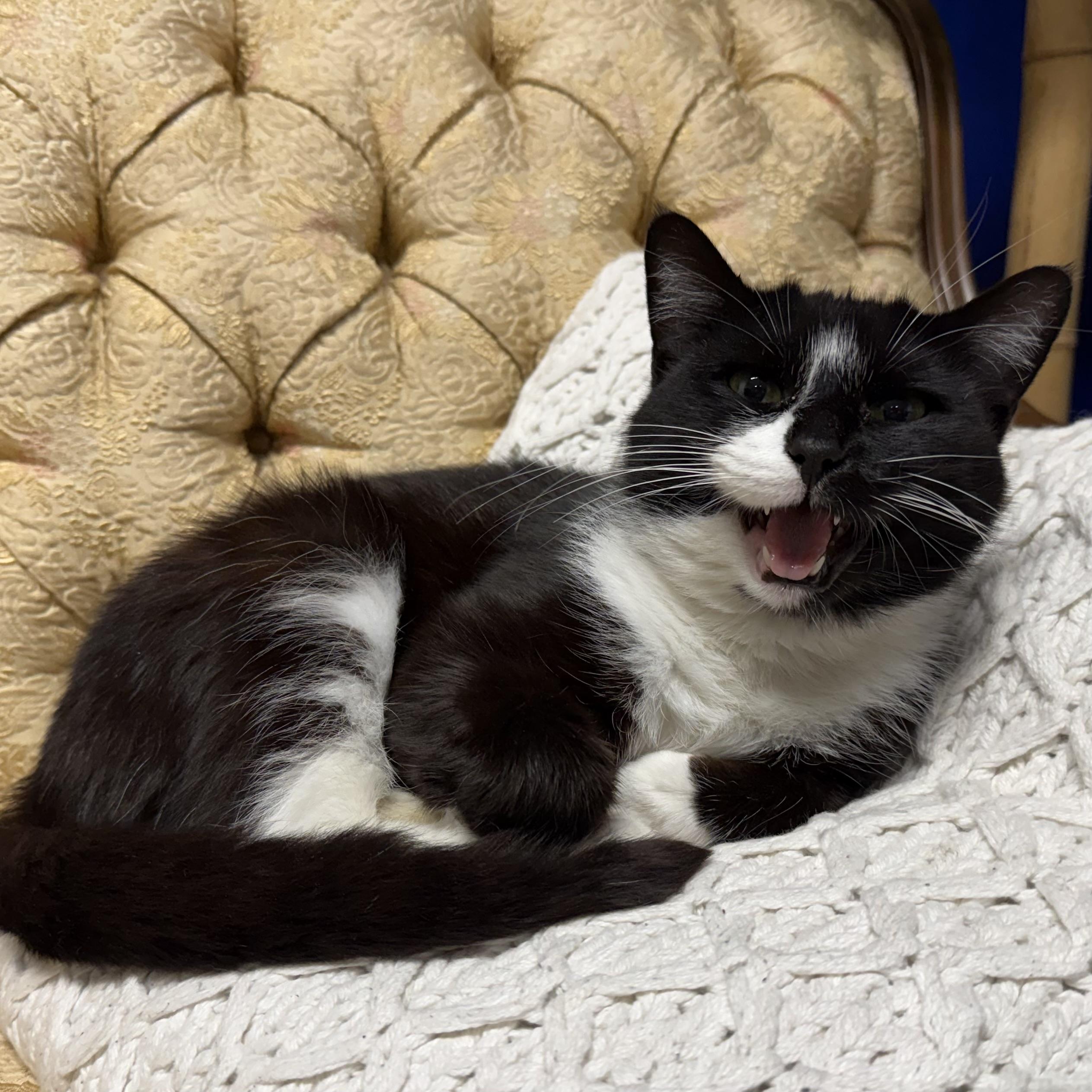Enlarge Mary-Kate, a ADOPTABLE Domestic Medium Hair in Syracuse, NY image 3/4