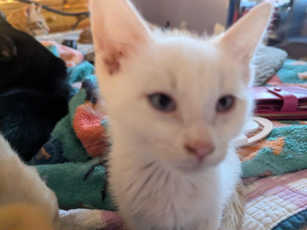 Shiro, Adopted, Young Male Siamese.