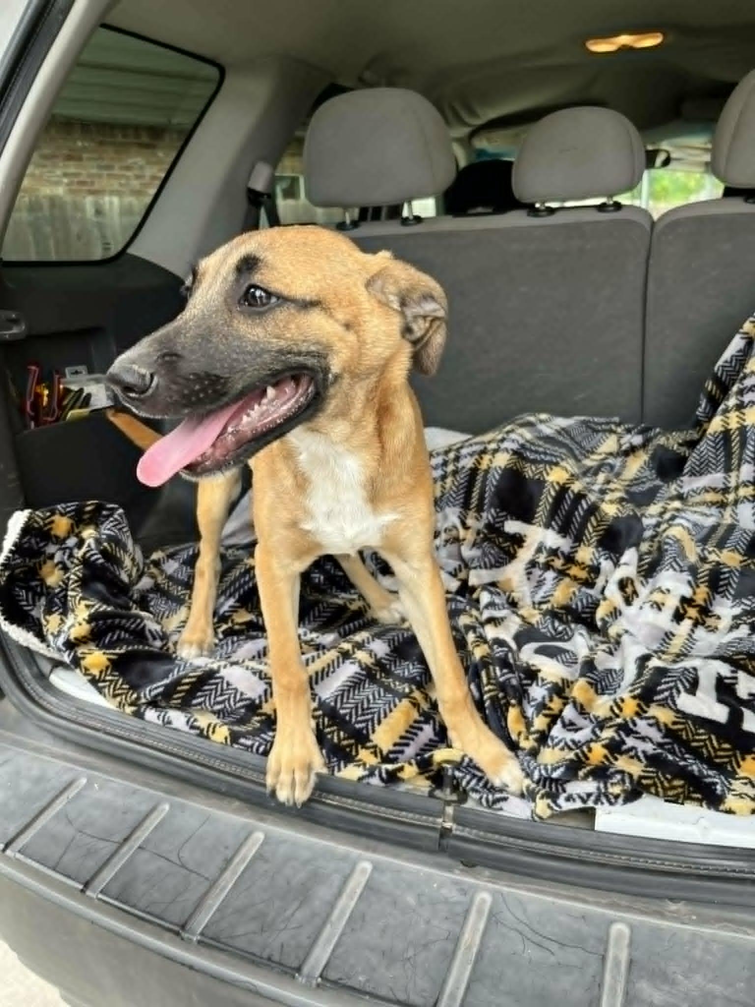 Rexy, Adoptable, Puppy Male Glen of Imaal Terrier & Belgian Shepherd / Malinois.