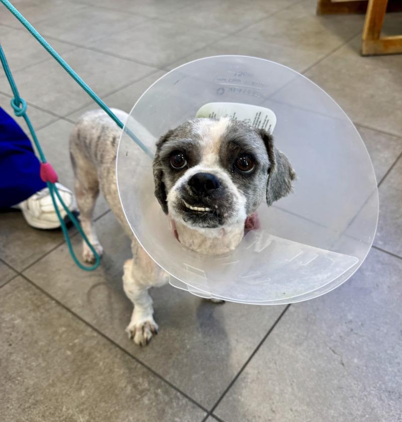 Gizmo, Adoptable, Adult Male Shih Tzu & Mixed Breed.