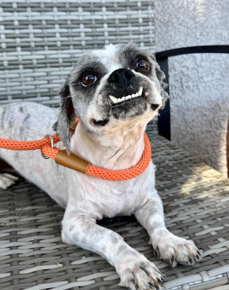 Enlarge Gizmo, a Adoptable mixed breed in Valley Village, CA image 2/5