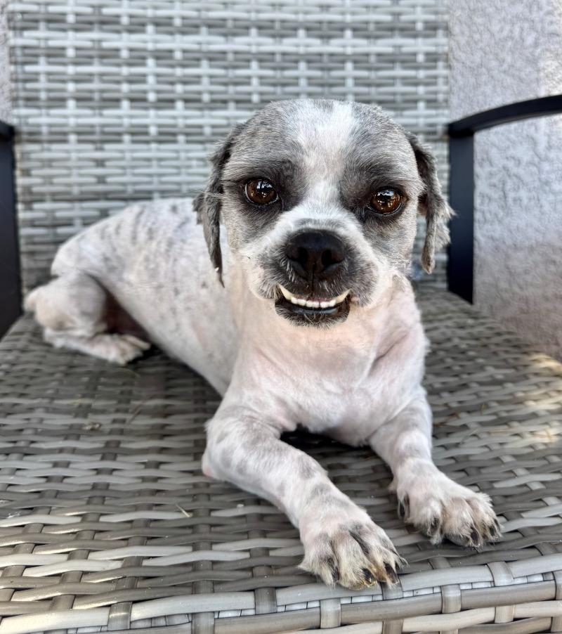 Enlarge Gizmo, a Adoptable mixed breed in Valley Village, CA image 3/5
