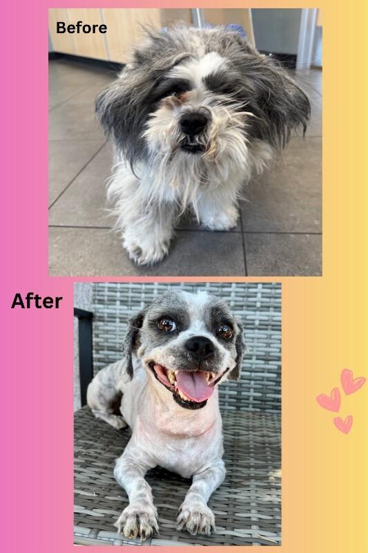 Enlarge Gizmo, a Adoptable mixed breed in Valley Village, CA image 4/5