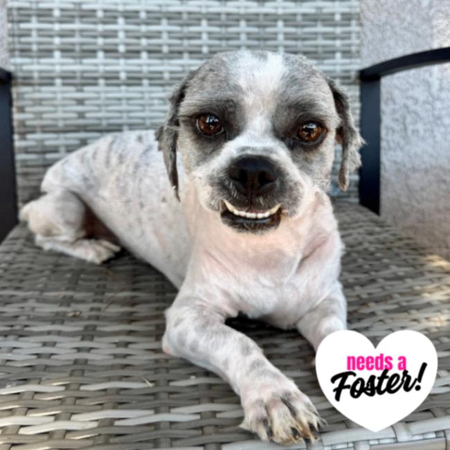 Enlarge Gizmo, a Adoptable mixed breed in Valley Village, CA image 5/5