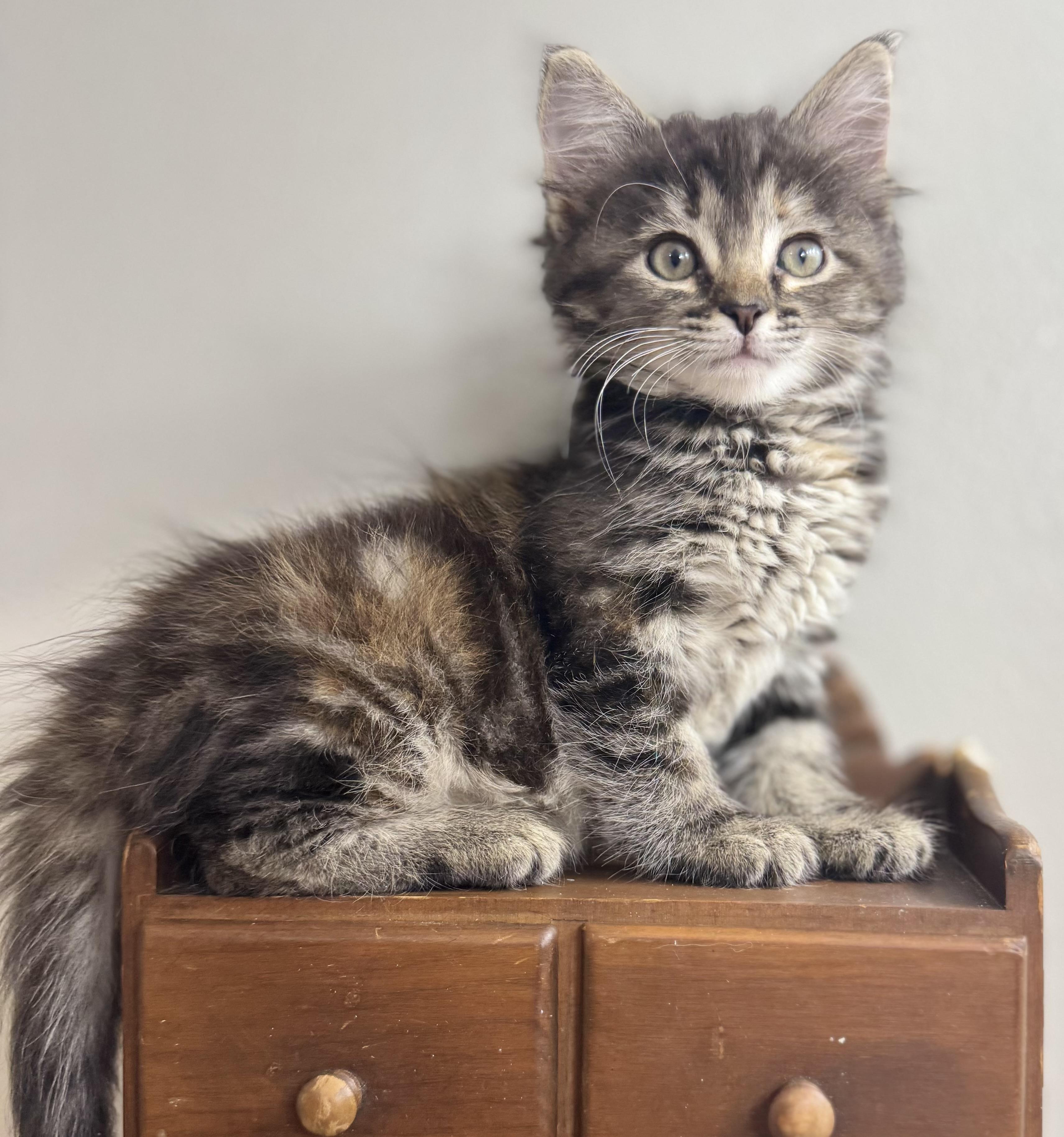 Paige, Adopted, Young Female Domestic Long Hair.