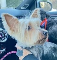 Enlarge Gigi, an adopted Yorkshire Terrier in POTOMAC, MD image 4/6