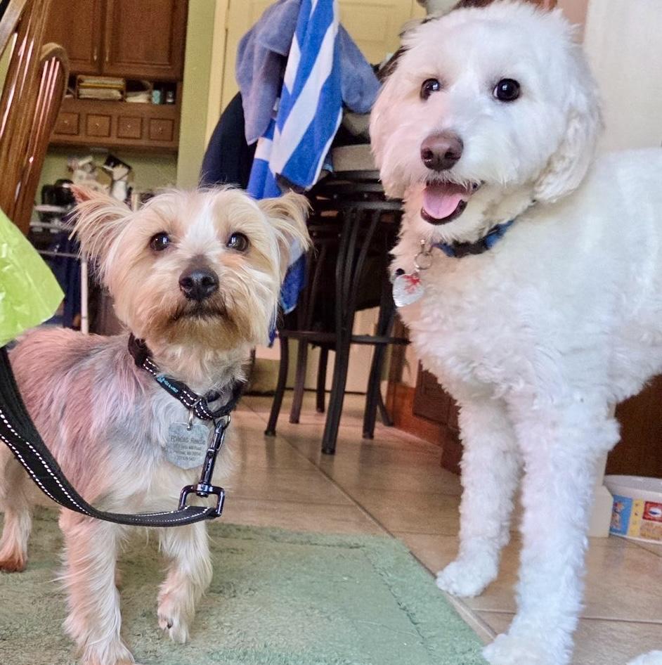 Enlarge Gigi, an adopted Yorkshire Terrier in POTOMAC, MD image 2/6