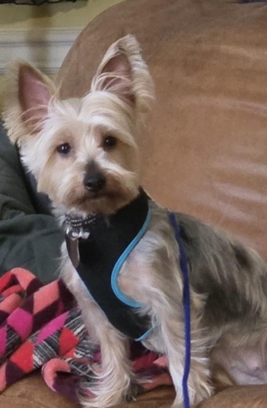 Enlarge Gigi, an adopted Yorkshire Terrier in POTOMAC, MD image 1/6
