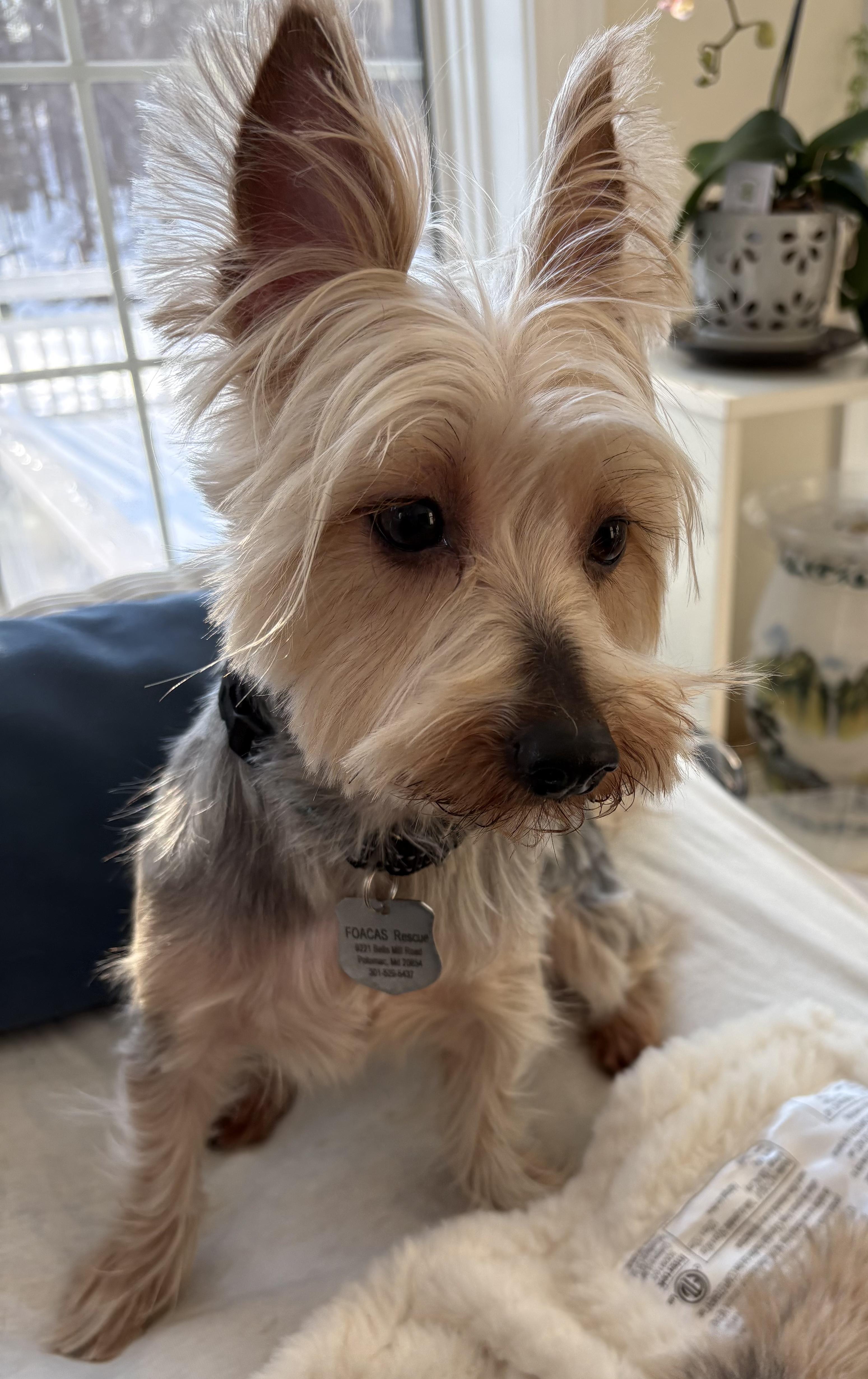 Enlarge Gigi, an adopted Yorkshire Terrier in POTOMAC, MD image 3/6