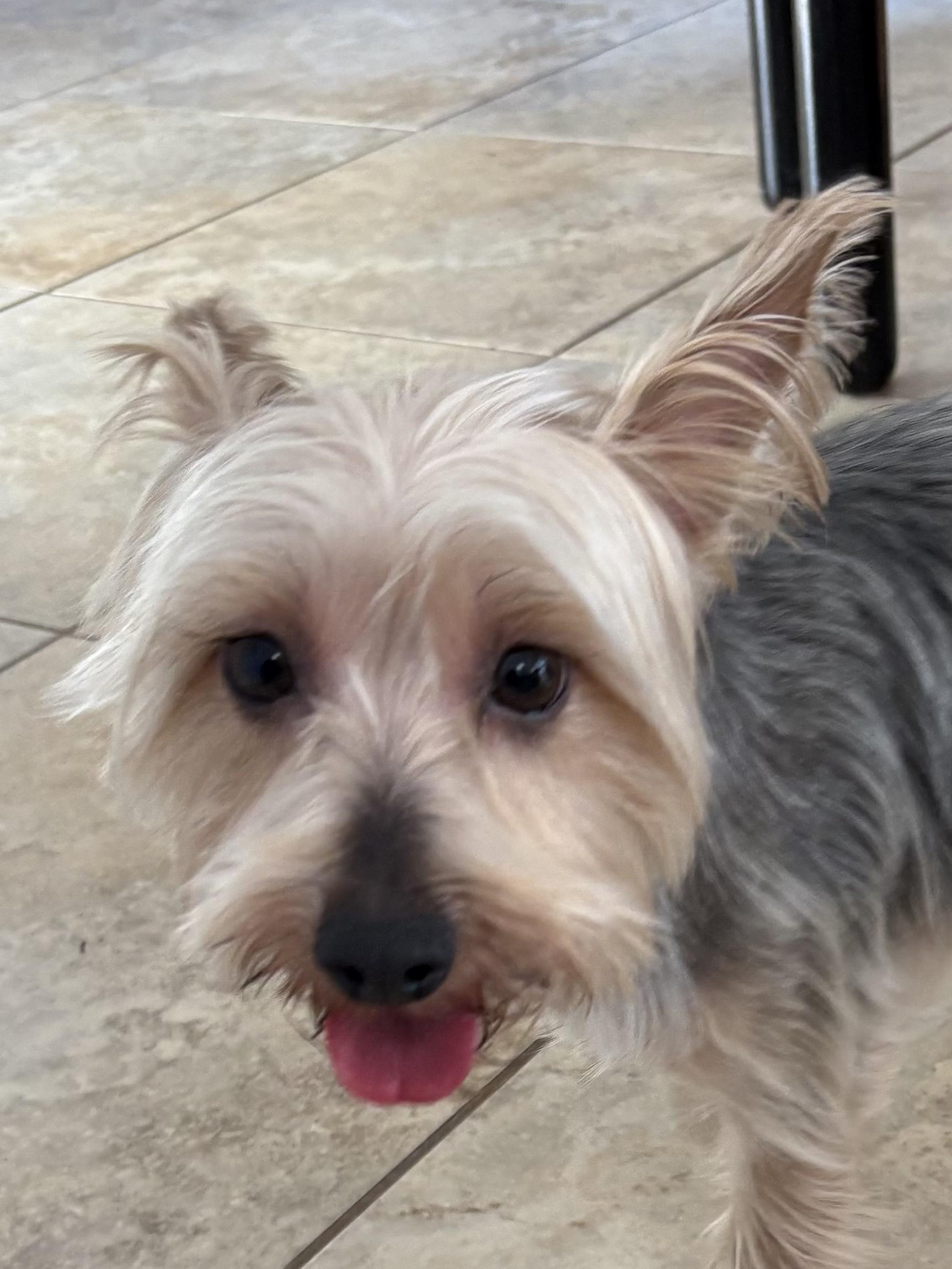 Enlarge Gigi, an adopted Yorkshire Terrier in POTOMAC, MD image 6/6