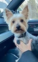 Enlarge Gigi, an adopted Yorkshire Terrier in POTOMAC, MD image 5/6