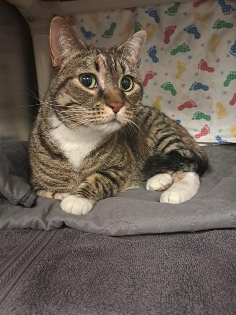 Enlarge MAMA LLAMA, a Adoptable Domestic Short Hair in Minneapolis, MN image 1/1