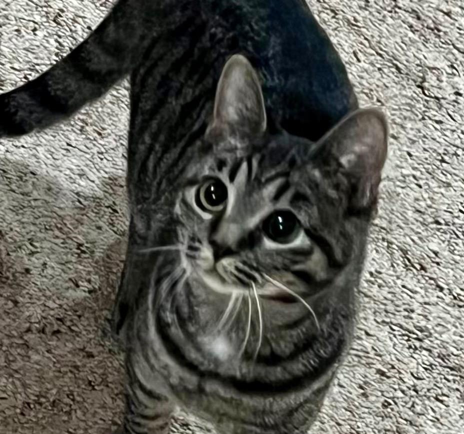 Enlarge TaterBug, a Adoptable mixed breed in Columbia, IL image 1/2