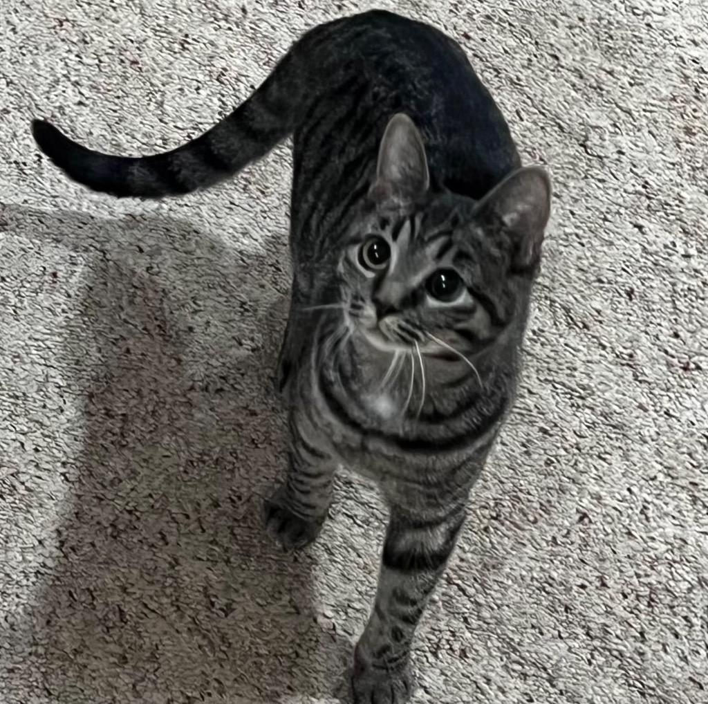 Enlarge TaterBug, a Adoptable mixed breed in Columbia, IL image 2/2