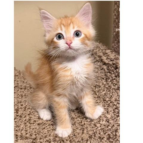 Paul, Adoptable, Kitten Male Tabby.