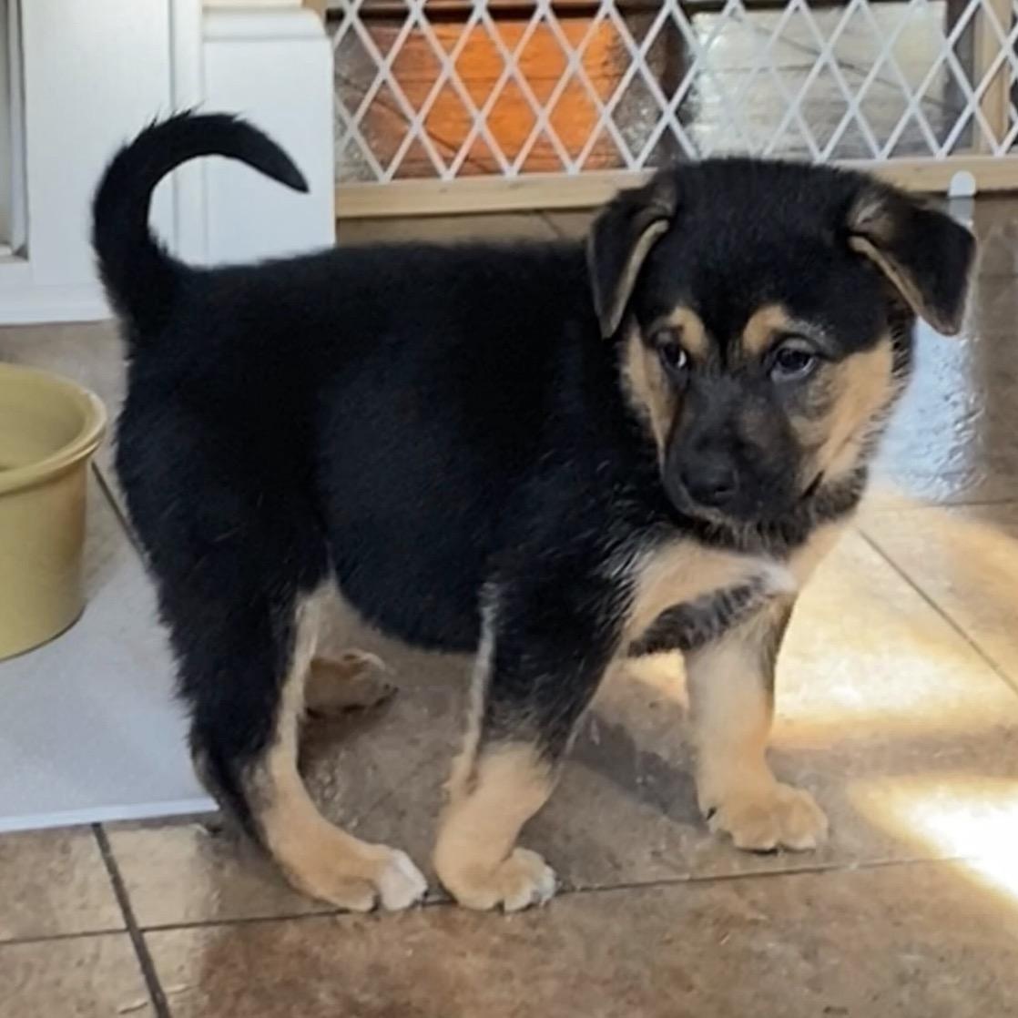 Enlarge Harrow, an adopted mixed breed in Cincinnati, OH image 2/2