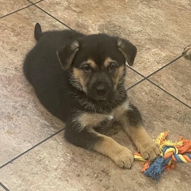 Harrow, adopted, Puppy Female Dutch Shepherd.