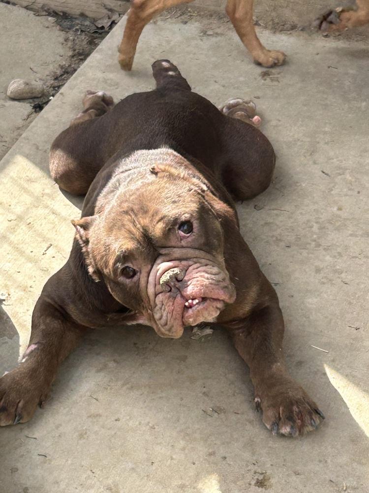Enlarge Muffin, a Adoptable mixed breed in Brownstown, IN image 1/1