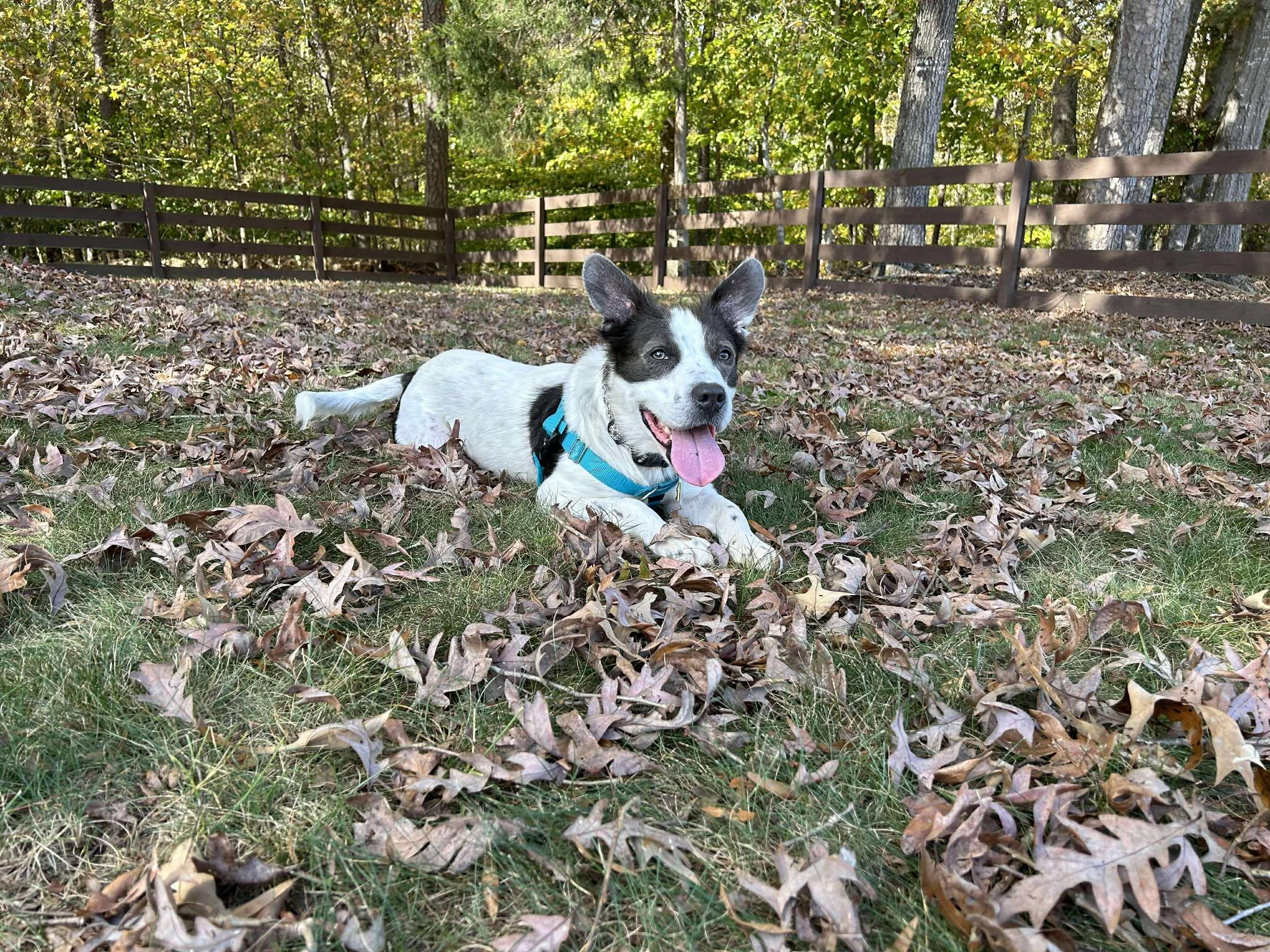 Franklin, Adopted, Adult Male Mixed Breed.