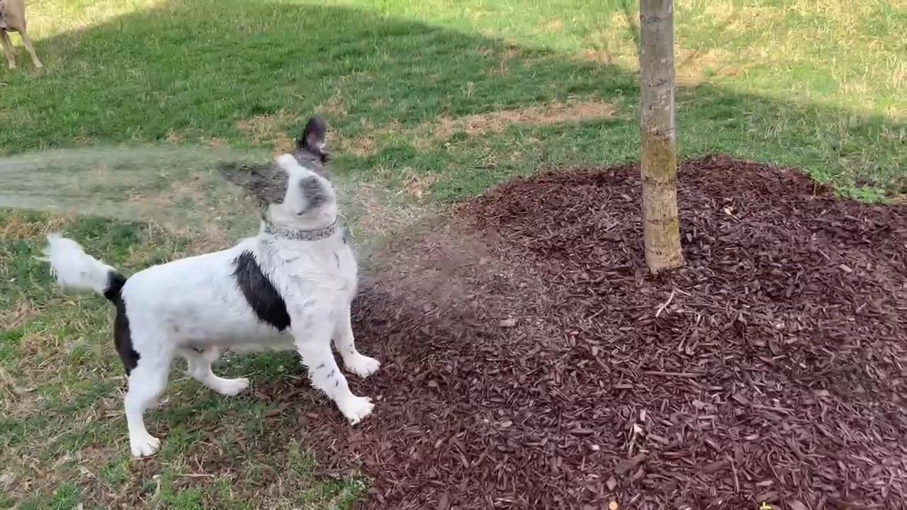 Enlarge Franklin, a Adopted Mixed Breed in Durham, NC video 2/3