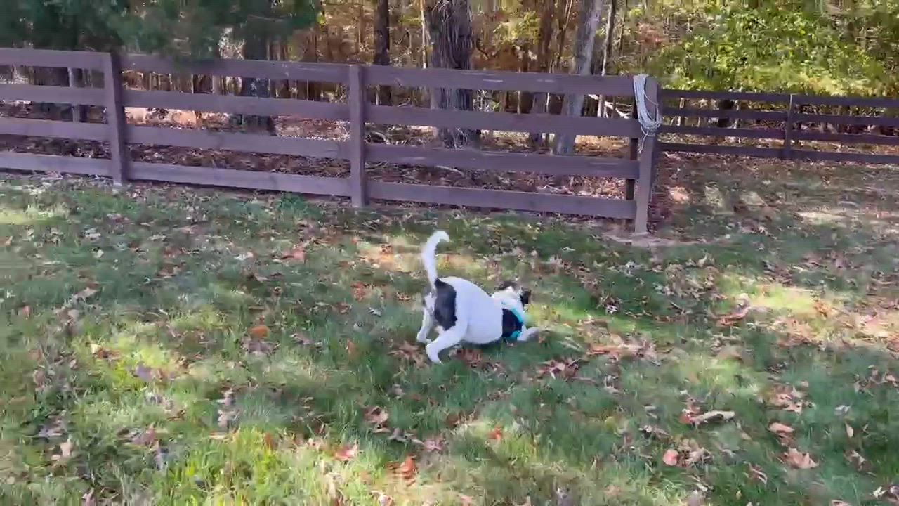 Enlarge Franklin, a Adopted Mixed Breed in Durham, NC video 3/3