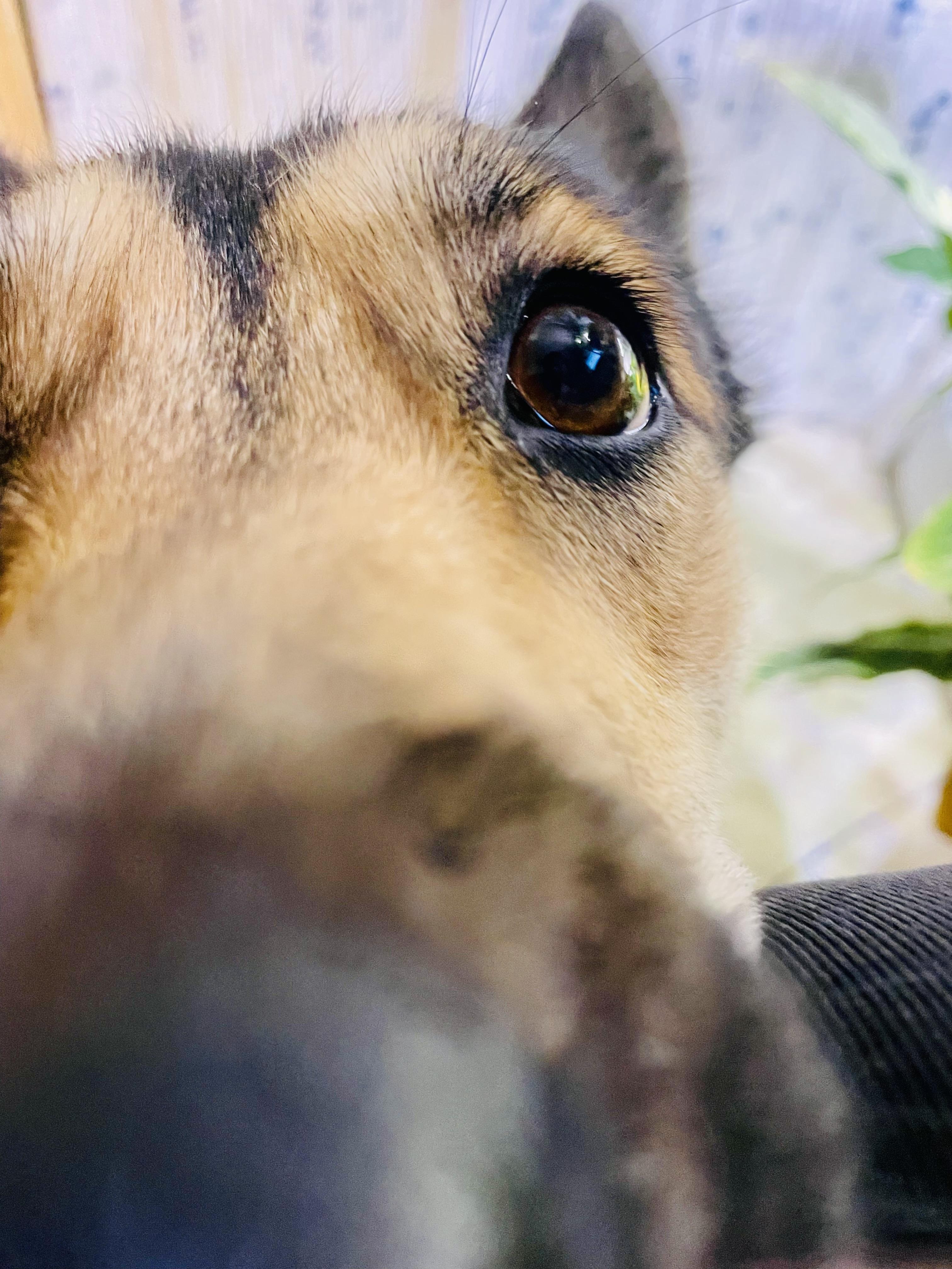 Enlarge Poppy, an adopted mixed breed in Toluca Lake, CA image 4/4